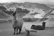 Argentinie, lamas in